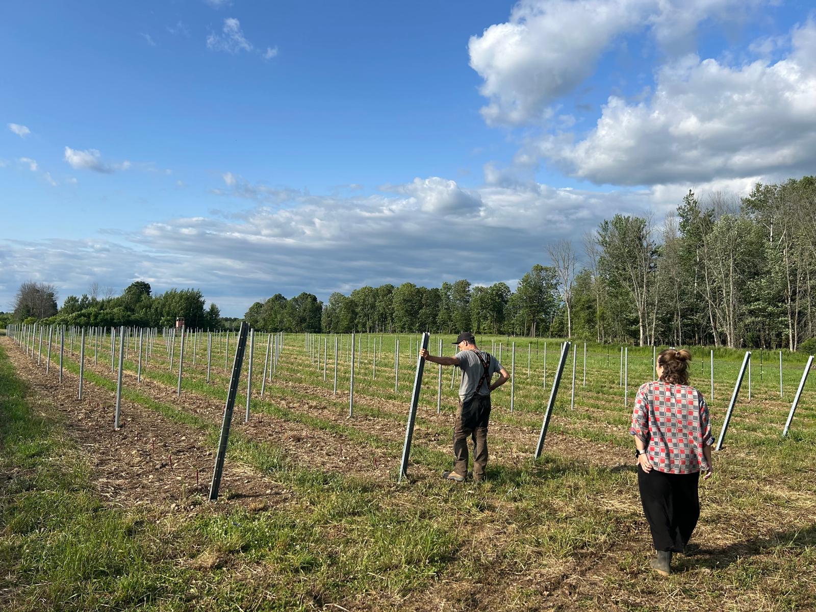 Projet Chalifoux - vendanges